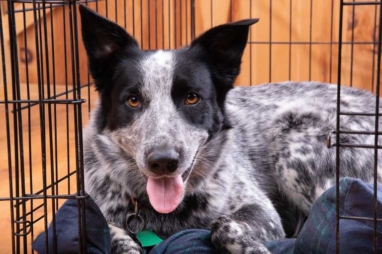 How to Crate Train an Older Dog: A Simple Guide
