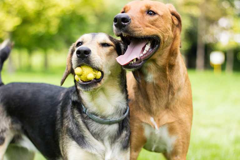How to Socialize a Dog: The Ultimate Guide