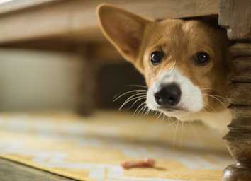 Dirty Dog Syndrome: Causes, Solutions, and Prevention thumbnail