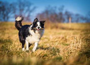 Dog Parks Near Me: Las Vegas Edition thumbnail