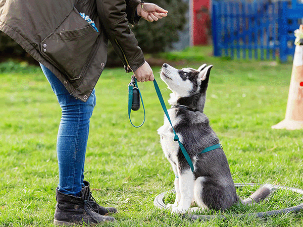 The Best Dog Trainers in the United States of 2026 thumbnail